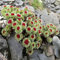 500 piezas semillas de sedum resistentes - plantas exóticas resistentes, semillas de prado de flores jardín de plantas jardín de hierbas de flores flores del balcon semillas