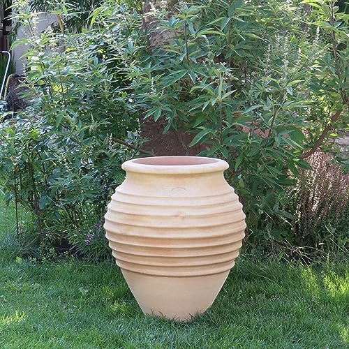 Kreta-Keramik Anfora de terracota mediterránea, 70 cm, resistente a las heladas, para jardín, terraza, balcón, Ficus
