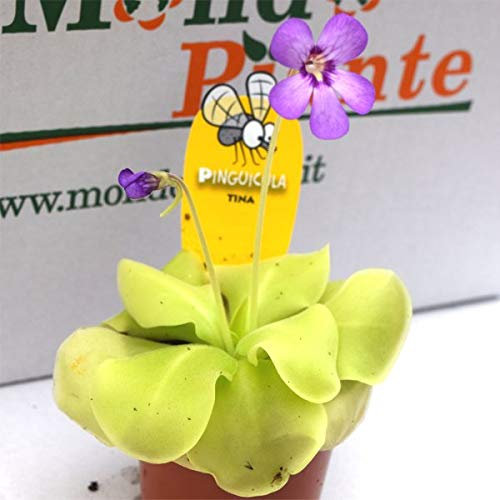 Pianta Carnivora Pinguicula