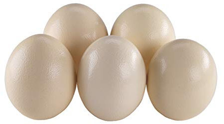 africX 5 Straußeneier aus Südafrika - 1A Qualität - Straußenei - Größe ca. 13-15cm - naturbelassen, entleert, ausgeblasen und gereinigt