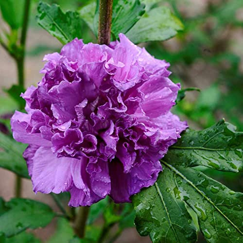 Hibiskus Garteneibisch - Hibiscus syriacus - winterhart und mehrjährig - 1 Zierstrauch von Garten Schlüter - Pflanzen in Top-Qualität (80-100 cm, French Cabaret Purple)
