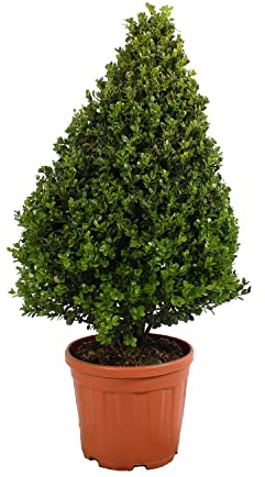 KENTIS - Bosso Pianta Ornamentale a Cono con Decorazione Vaso in Juta - Buxus Microphylla Faulkner - Piante Vere da Esterno - H 80-100 cm Vaso Ø 24 cm
