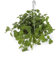Cool Green - Planta natural interior - Planta del Dinero - Apta para Mascotas