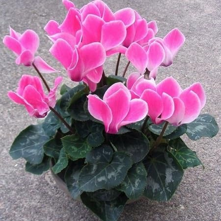 Nouvelles graines de fleurs de Cyclamen Persicum pour un beau jardin paquet de 100 graines