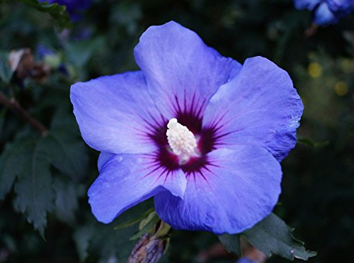 Hibiskus blaue Blüte blauer Hibiskus Rosen-Eibisch Blue Chiffon Hibiscus Blue Chiffon, Containerware, 60-80 cm hoch,