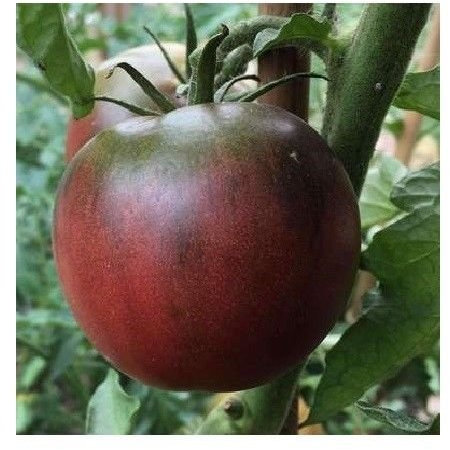 Schwarz aus Tula Tomatensamen 30, 50, 200 seltene lila Russisch Frische Heirloom