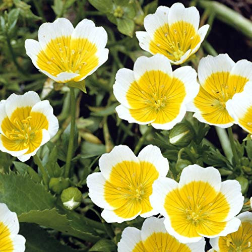Limnanthes douglasii - Poached Egg Plant - 30 Seeds
