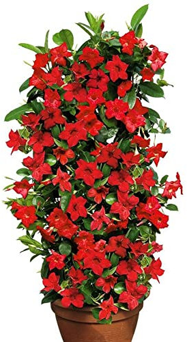 Saterkali Kletternde Mandevilla Sanderi-Samen, 100 Stück Kletternde Mandevilla Sanderi-Samen Bonsai mehrjährige Topfpflanze Rot