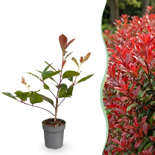 Green boutiQ - 16x Photinia fraseri Red Robin - Glanzmispel - Heckenpflanzen - Immergrün - Rot - Topf 9cm - Höhe 25-35cm