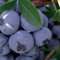 Blaubeere Nelson 2L Pflanze für Anfänger und professionelle Gärtner - Ideal für Kleingarten, Garten - Schöne Pflanze mit ungewöhnlichen Blüten - Genießen Sie jeden Tag ihre Farben