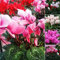 Cyclamen Samen Alpenveilchen Balkon Pflanze Balkonblumen Blumen Garten Blumenwiese Blumendeko Geschenk Wildblumensamen Mix Flowers Winterharte KüBelpflanzen Balkonpflanzen 50Stück