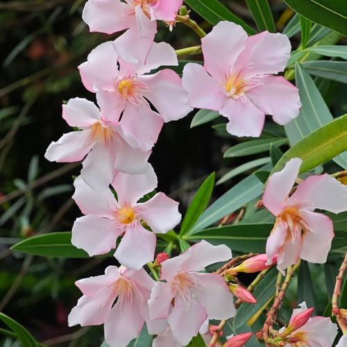 oleander sträucher samen - exotische pflanzen winterhart oleander samen, topfpflanzen draußen winterhart bonsai tree bäume pflanzen, bonsaibaum baumsamen bäume garten winterhart 30pcs