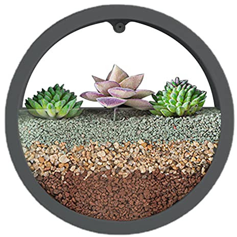 Samuliy Maceta Redonda de Pared | Macetas de Pared Transparentes - Jarrón de Pared para suculentas, Maceta Circular Redonda para decoración de floreros, Soporte para suculentas y Plantas de Aire