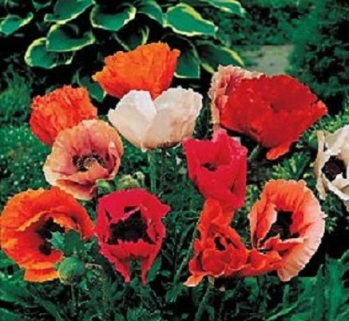 1000 Türkischer Mohn Mix Samen Blumensamen