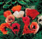 1000 Türkischer Mohn Mix Samen Blumensamen