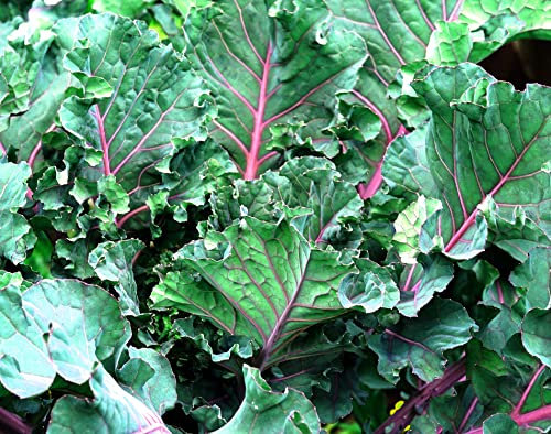 Grünkohl Red Russian - Kohl - 250 Samen