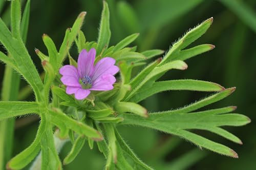 RP Seeds Geranium dissectum (Cut Leaved Cranesbill) - 20 Seeds. British Native Wildflower.