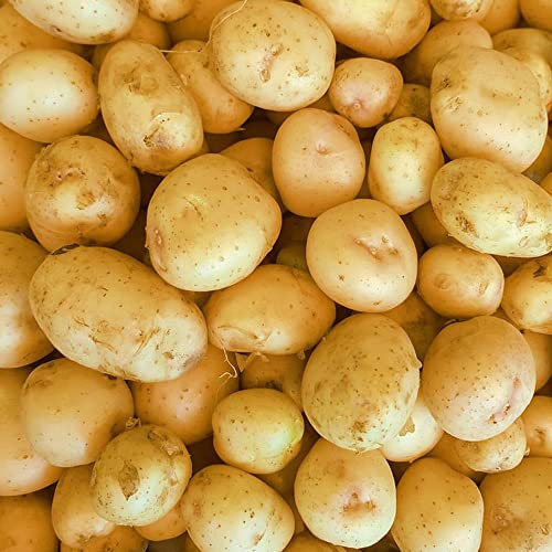Patate Da Semina, facili da piantare Solanum Tuberosum, Patata Semi Piante Bonsai Regali Ecosostenibili Orto In Casa Sementi Orto 100 Pezzi