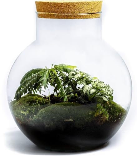 Bolder Biophytum Flaschengarten - Runde Glasvase mit Mini-Palme und dänischem Moos für tropisches Flair