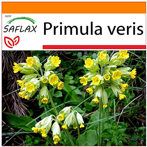 SAFLAX - Garden in The Bag - Primrose - 100 Seeds - Primula veris