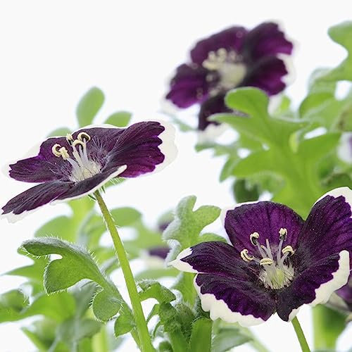 20 pcs Baby blaue Augen samen - sommerblumen samen blumensamen geschenk,Baby Blue Eyes,Nemophila menziesii, bienenfreundliche blumensamen bienen wiese bloom wildblumensamen mehrjährig