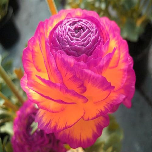 Ranunkeln zwiebeln winterhart - Ranunkel knollen - Ranunkel pflanzen - blumenzwiebeln mehrjährig winterhart-10zwiebeln-B