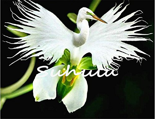 30 Stück japanische Tigerorchidee, halb weiß und schwarz, Radiata Garzetta-Orchidee, halbseltene Art aus der ganzen Welt für die Gartendekoration zu Hause, 10 Stück