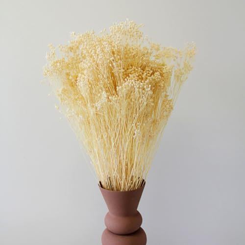 Carbeth Plants - White Bleached Dried Broom Bloom Bunch - 60cm in Height - Dried Flowers - For Home Décor - Flower Arranging - Crafting - Cake Decoration