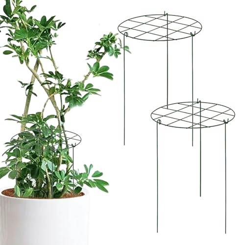 Zimmerpflanzen Rankgitter Stützstäbe Blumenrankenstütze Rankbögen