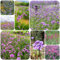 100 pcs eisenkraut verbena officinalis samen, herbs deko pflanze gartenpflanzen verbene pflanze winterhart garten geschenke für männer wildkräuter samen dachbegrünung balkon deko bodendecker