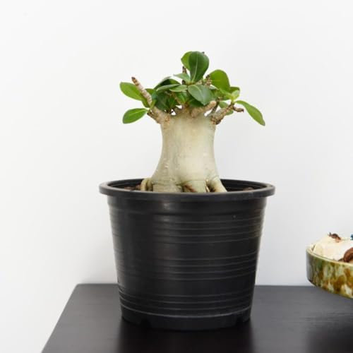Adenium 'Ansu Baobab' - Tender Perennial - Rare Miniature Baobab Tree-Like Succulent - Easy Care Indoor Plant – 1x 12cm by Thompson and Morgan