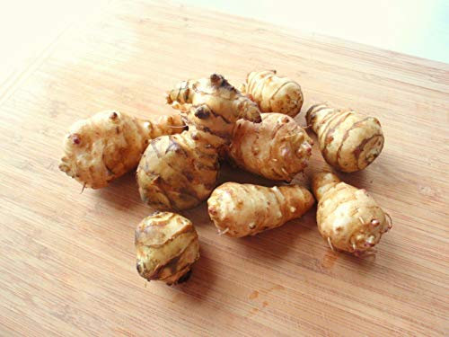 GETSO Seeds Package: 5 Pitch Plants Tubers: Jerusalem artichoke-organic Individual tubers for Sowing Sunroot Jerusalem artichoke