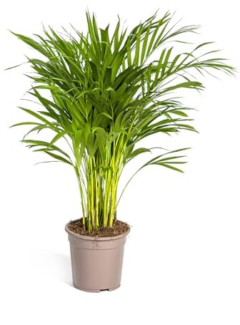 Exotenherz Dypsis lutescens - Areca - pianta solitaria - ca. 80-100 cm di altezza - vaso da 19 cm