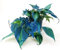 POWERS TO FLOWERS - POTHOS SCANDENS BRASIL COLOR LIFE BLU, v13cm diametro, pianta vera