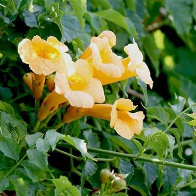 Trompetenblume 'Flava' - Campsis radicans ‘Flava' - 50-60 cm Topf