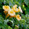 Trompetenblume 'Flava' - Campsis radicans ‘Flava' - 50-60 cm Topf