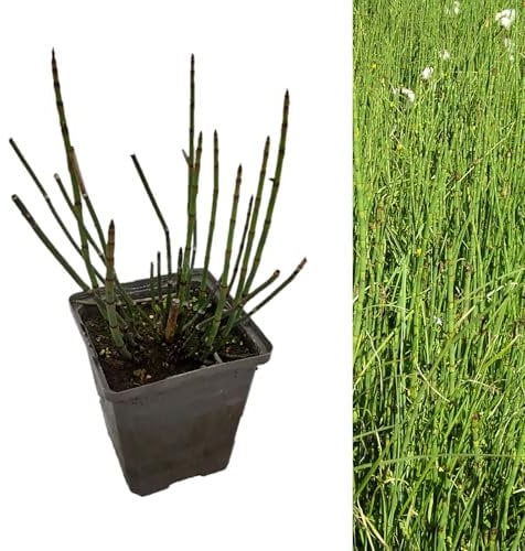 Carbeth Plants - Pond Plants for Small Ponds - Equisetum Fluviatile 1 x 9cm Pots - Water Horsetail Live Marginal Ponds Plant - Low Maintenance Perennial Outdoor Pond Plant