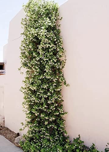 Trachelospermum jasminoides Evergreen Star Jasmine Climbing Plant 2 Litre Pot- Strong Fragrance- Climbing Jasmine Plant