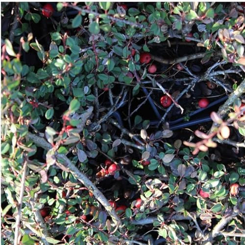 24 x Teppichmispel 'Streib's Findling' - Cotoneaster procumbens 'Streibs Findling' Topf 9x9cm, für 3m² : Ein Bodendecker mit glänzendem immergrünem Laub.
