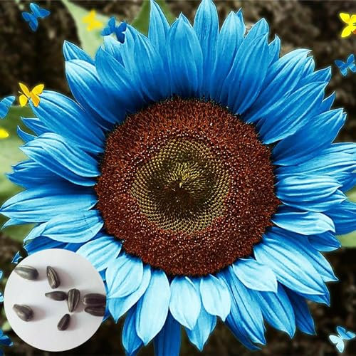 50 Piezas Semillas de Girasol para Sembrar, Semillas Girasol, Semillas Flores, Semillas de Flores, Semillas Flores Exterior, Semillas Plantas Para Jardín, patio, granja (Azul)