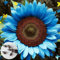 50 Piezas Semillas de Girasol para Sembrar, Semillas Girasol, Semillas Flores, Semillas de Flores, Semillas Flores Exterior, Semillas Plantas Para Jardín, patio, granja (Azul)