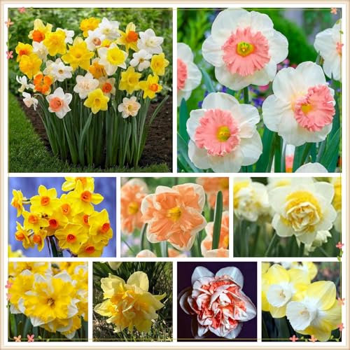 Hochwertige und seltene Blumenzwiebeln, extrem kältebeständig, in verschiedenen Sorten, Bonsai, hervorragende Dekoration für Innen und Garten.-2 narzissen zwiebeln