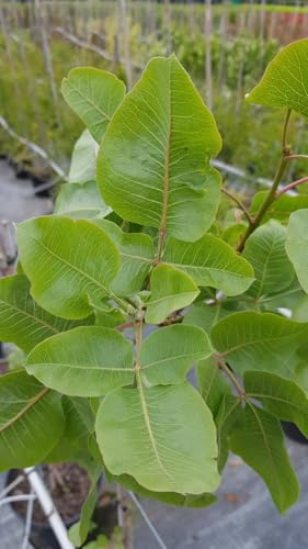 Pistacia vera (De semis) / Pistachier vrai/Conteneur de 3 à 4 litres/Fruitier