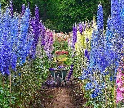 Espuela de caballero gigante mezcla Imperial Delphinium Consolida, 100 semillas