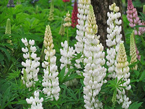 25 Lupin Lupinus Lupine Russel - Noble Maiden - White Perennial Seeds …
