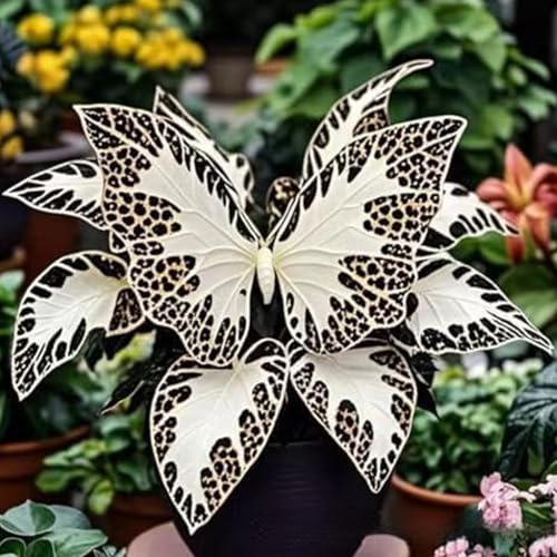 1200PCS Plantación de interior y exterior Hosta rara Siembra Oreja de Elefante Resistente/Oreja de Elefante Rara/Perenne Resistente/Hojas Grandes (A)