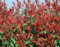 Photinia x Fraseri Red Robin Photinia Compatta da siepe in vaso ø26 cm h. 100/130 cm Vivaio di Castelletto