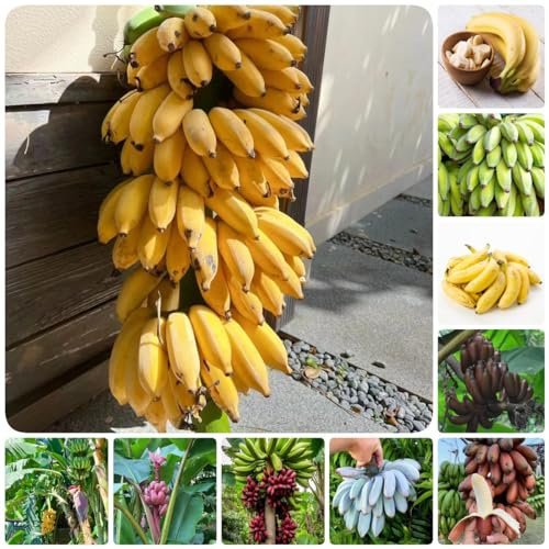 120 pcs bananenbaum pflanze samen spalierobst balkonpflanzen winterhart bananensamen bananen samen,Musa sikkimensis, frisches obst winterharte kübelpflanzen bonsai tree indoor garten