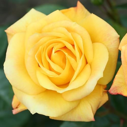 YouGarden Rose Climbing 'Arthur Bell' 3-4 Litre Potted
