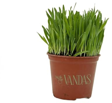 VANDAS Erba per Gatti – Pianta in Vaso 14 cm | Pronta al Consumo | Naturale e Sicura Senza Pesticidi | Uso Interno ed Esterno (3)